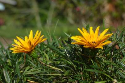 Fotografia da espécie Gazania rigens