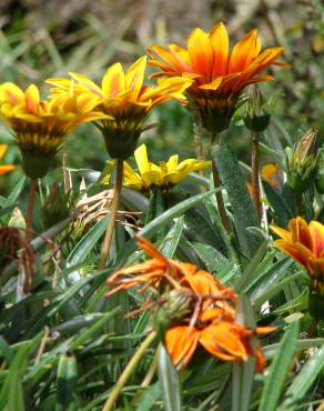 Fotografia 14 da espécie Gazania rigens no Jardim Botânico UTAD