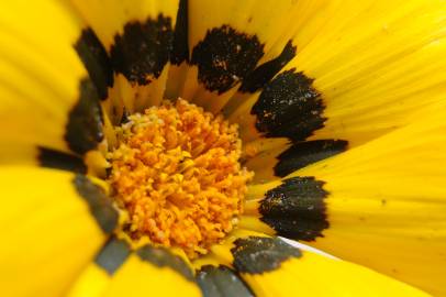 Fotografia da espécie Gazania rigens