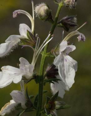 Fotografia 6 da espécie Teucrium pseudochamaepitys no Jardim Botânico UTAD