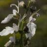 Fotografia 6 da espécie Teucrium pseudochamaepitys do Jardim Botânico UTAD