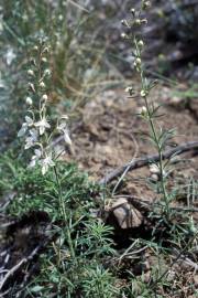 Fotografia da espécie Teucrium pseudochamaepitys