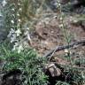 Fotografia 7 da espécie Teucrium pseudochamaepitys do Jardim Botânico UTAD