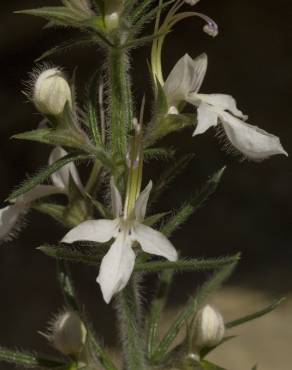 Fotografia 8 da espécie Teucrium pseudochamaepitys no Jardim Botânico UTAD