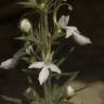 Fotografia 8 da espécie Teucrium pseudochamaepitys do Jardim Botânico UTAD