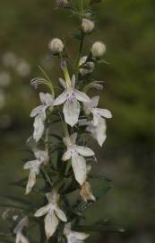 Fotografia da espécie Teucrium pseudochamaepitys