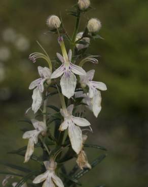 Fotografia 9 da espécie Teucrium pseudochamaepitys no Jardim Botânico UTAD