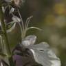 Fotografia 10 da espécie Teucrium pseudochamaepitys do Jardim Botânico UTAD