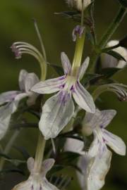 Fotografia da espécie Teucrium pseudochamaepitys