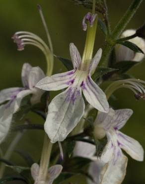 Fotografia 11 da espécie Teucrium pseudochamaepitys no Jardim Botânico UTAD