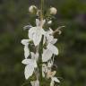 Fotografia 12 da espécie Teucrium pseudochamaepitys do Jardim Botânico UTAD