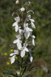 Fotografia da espécie Teucrium pseudochamaepitys