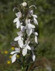 Teucrium pseudochamaepitys