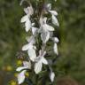 Fotografia 1 da espécie Teucrium pseudochamaepitys do Jardim Botânico UTAD