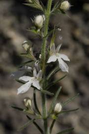 Fotografia da espécie Teucrium pseudochamaepitys