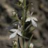 Fotografia 13 da espécie Teucrium pseudochamaepitys do Jardim Botânico UTAD