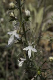 Fotografia da espécie Teucrium pseudochamaepitys