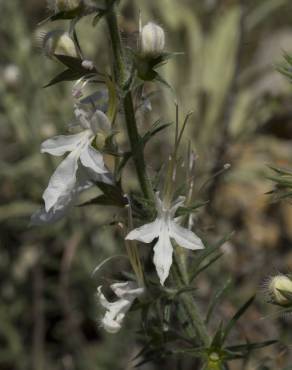 Fotografia 14 da espécie Teucrium pseudochamaepitys no Jardim Botânico UTAD