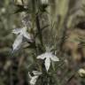 Fotografia 14 da espécie Teucrium pseudochamaepitys do Jardim Botânico UTAD