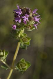 Fotografia da espécie Thymus camphoratus