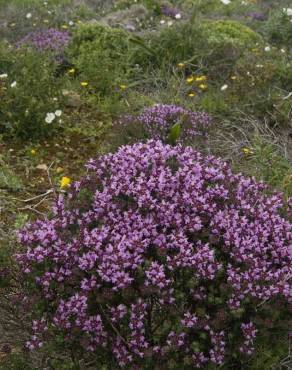 Fotografia 6 da espécie Thymus camphoratus no Jardim Botânico UTAD