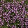 Fotografia 7 da espécie Thymus camphoratus do Jardim Botânico UTAD