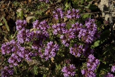 Fotografia da espécie Thymus camphoratus