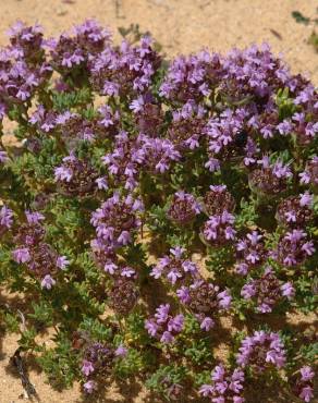 Fotografia 10 da espécie Thymus camphoratus no Jardim Botânico UTAD