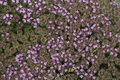 Fotografia da espécie Thymus camphoratus