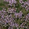 Fotografia 12 da espécie Thymus camphoratus do Jardim Botânico UTAD