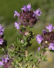 Fotografia da espécie Thymus camphoratus