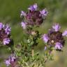 Fotografia 1 da espécie Thymus camphoratus do Jardim Botânico UTAD