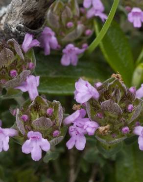 Fotografia 13 da espécie Thymus camphoratus no Jardim Botânico UTAD