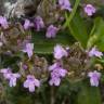 Fotografia 13 da espécie Thymus camphoratus do Jardim Botânico UTAD