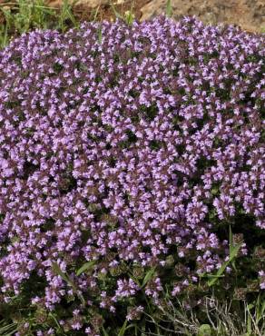 Fotografia 14 da espécie Thymus camphoratus no Jardim Botânico UTAD