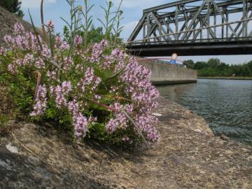 Fotografia da espécie Thymus pulegioides