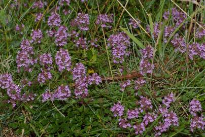 Fotografia da espécie Thymus pulegioides