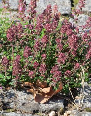 Fotografia 10 da espécie Thymus pulegioides no Jardim Botânico UTAD