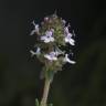 Fotografia 1 da espécie Thymus vulgaris subesp. vulgaris do Jardim Botânico UTAD