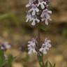 Fotografia 6 da espécie Thymus vulgaris subesp. vulgaris do Jardim Botânico UTAD