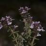 Fotografia 7 da espécie Thymus vulgaris subesp. vulgaris do Jardim Botânico UTAD