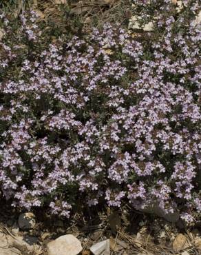 Fotografia 9 da espécie Thymus vulgaris subesp. vulgaris no Jardim Botânico UTAD