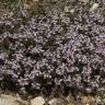 Fotografia 9 da espécie Thymus vulgaris subesp. vulgaris do Jardim Botânico UTAD