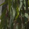 Fotografia 7 da espécie Eucalyptus globulus do Jardim Botânico UTAD