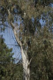 Fotografia da espécie Eucalyptus globulus