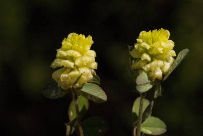 Fotografia da espécie Trifolium campestre