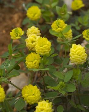 Fotografia 5 da espécie Trifolium campestre no Jardim Botânico UTAD