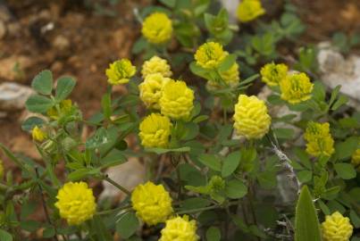 Fotografia da espécie Trifolium campestre