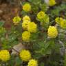 Fotografia 5 da espécie Trifolium campestre do Jardim Botânico UTAD