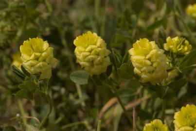 Fotografia da espécie Trifolium campestre